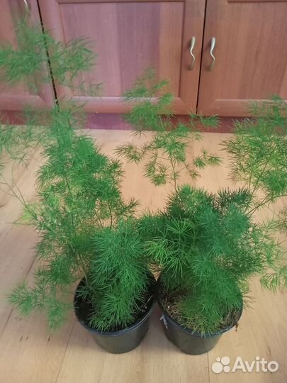 Аспарагус,Папоротник,Плющ,Фикус,Филодендрон