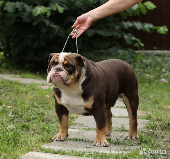 Английский бульдог Вязка + детки от него