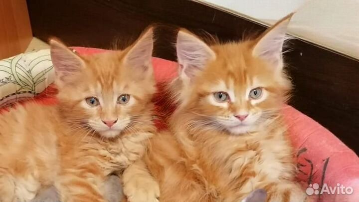 Котята мейн-кун