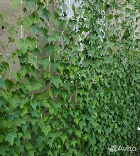 Африканские мини Огурчики семена