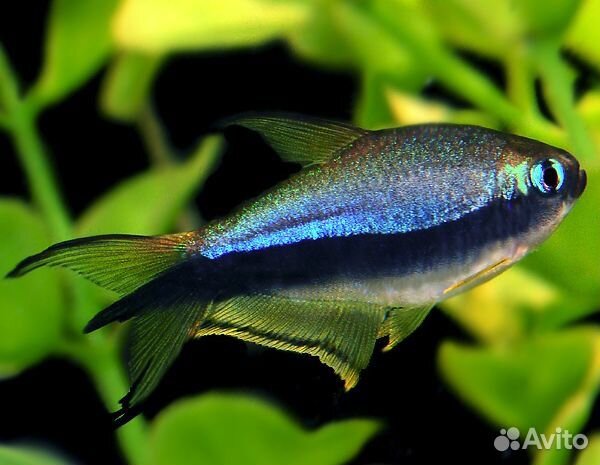 Харациновые рыбы