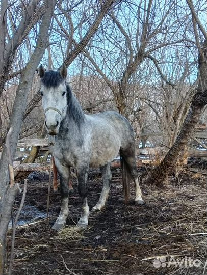 Продам Жеребца