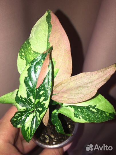 Сингониумы Ред спот триколор