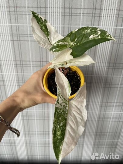 Сингониум imperial white/империал вайт