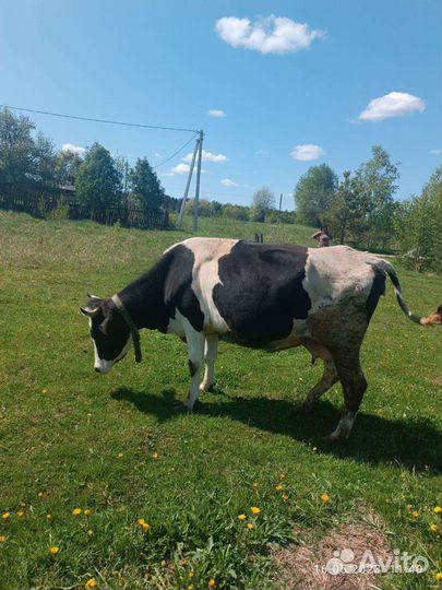 Корова стельная