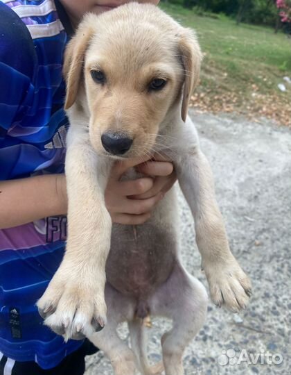 Малышка лабрадор в добрые руки
