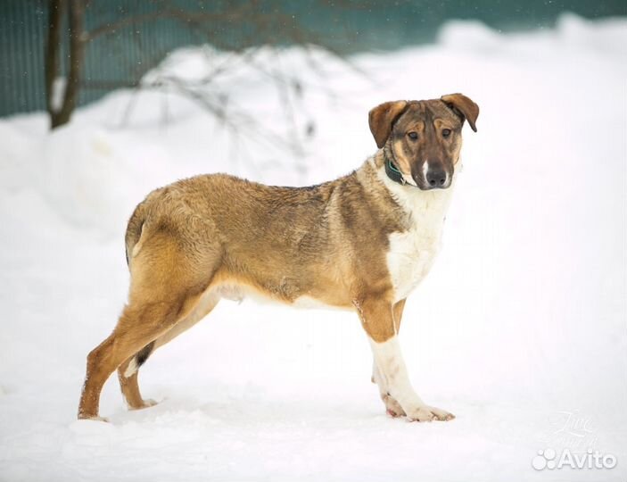 Самый верный друг