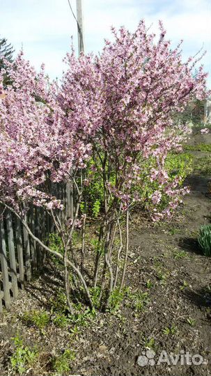 Рассада миндаля, жасмина, лапчатки