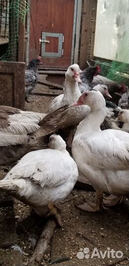 Индоутки семья