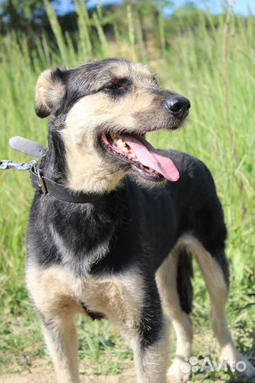 Собака Стрелка