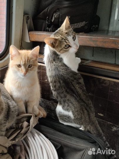 Котята 3 месяца