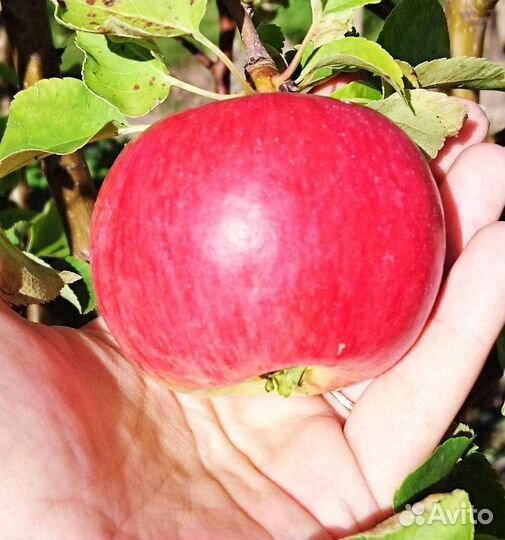 Саженцы яблони Васюган