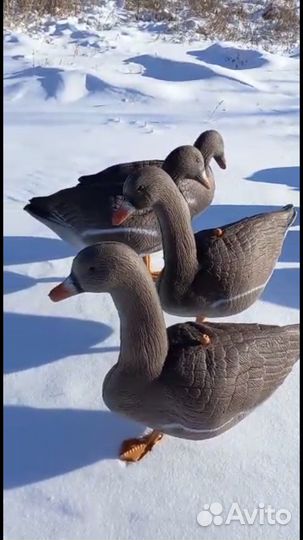 Профиля гусей