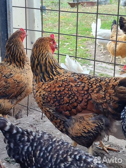 Яйцо инкубационное, Кучинские