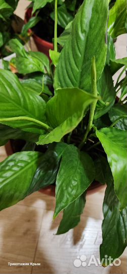 Спатифиллум