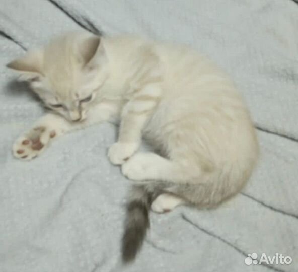 Котенок мальчик ищет дом