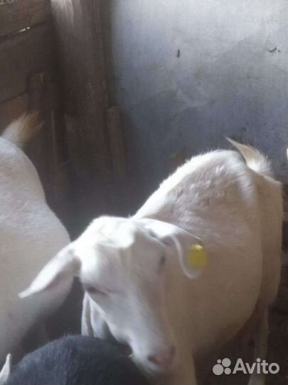 Продаються дойные козы