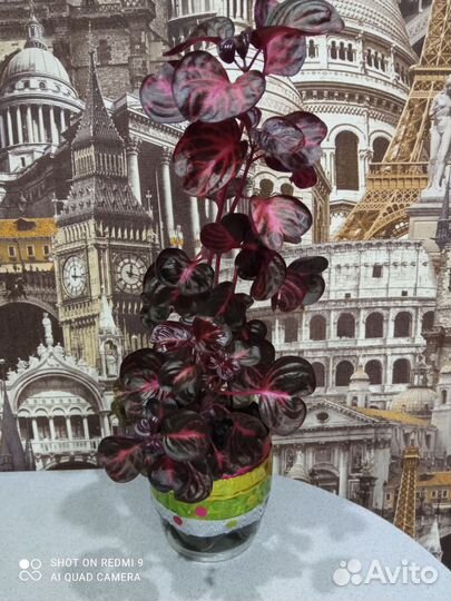 Комнатные растения цветы