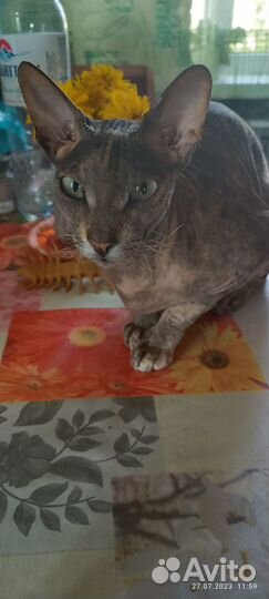 В добрые руки