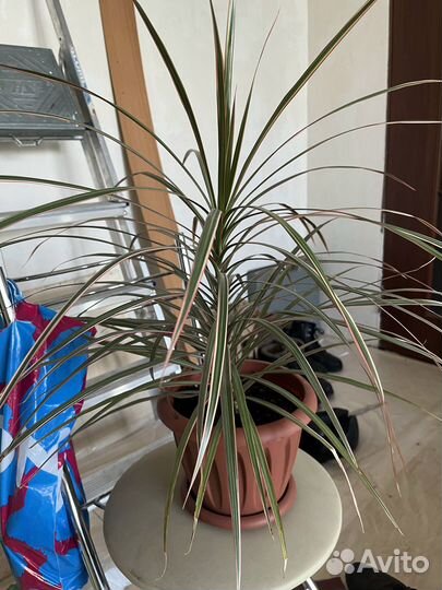 Фикус бенджамина и другие