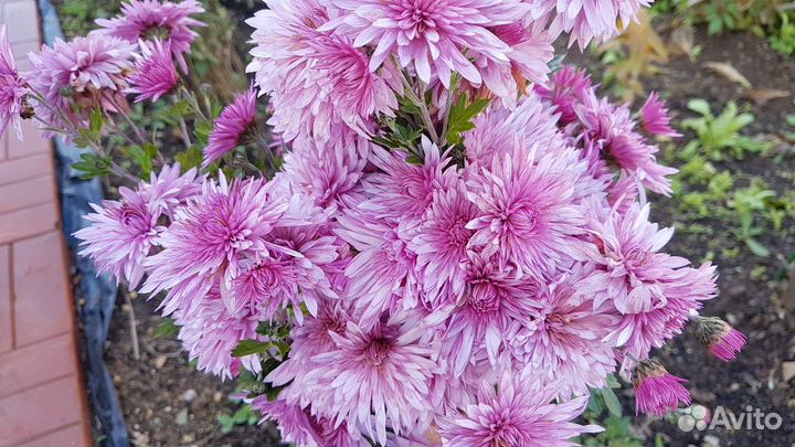 Хризантемы