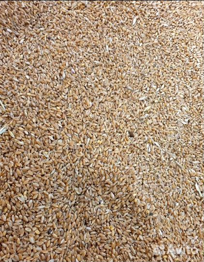 Яровая твердая пшеница