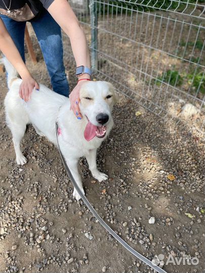 Щенок в добрые руки бесплатно