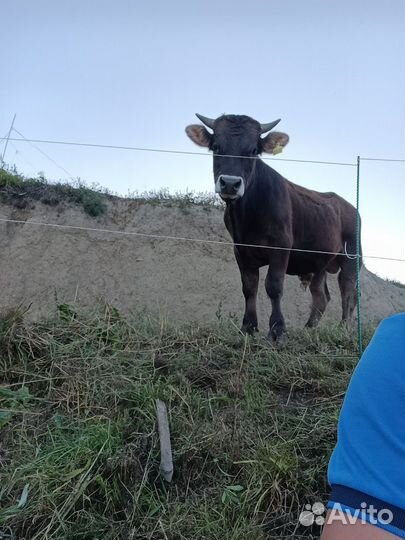 Бык на племя Швиц