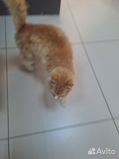 Рыжая кошечка