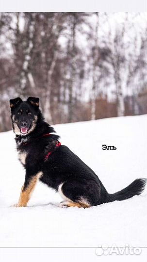 Смелый храбрый щенок