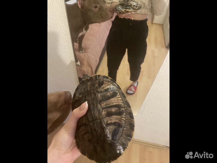 Черепаха с аквариумом