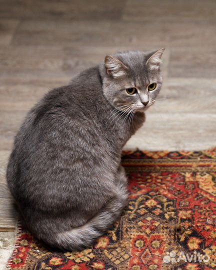 Кошка Илона в добрые ручки