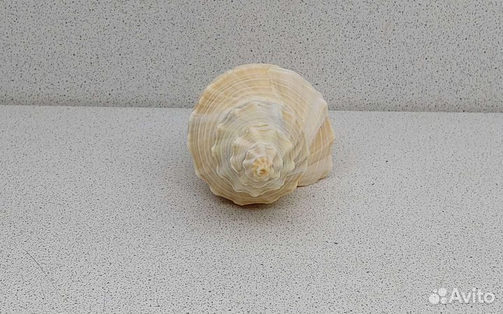 Кансла 13,7 морская ракушка раковина