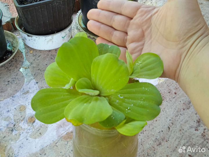 Пистия. Растение для водоёмов, аквариумов