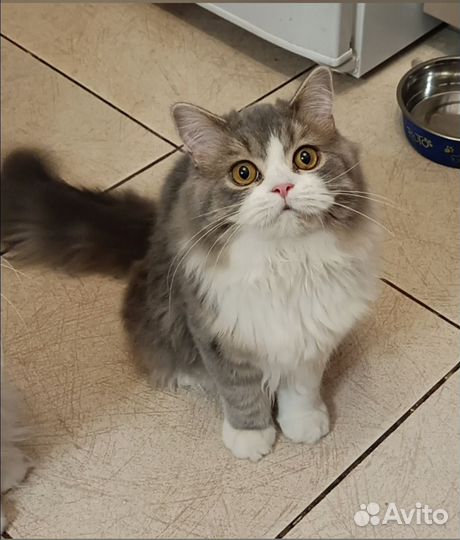 Хайленд страйт котик