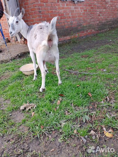 Продаем козу