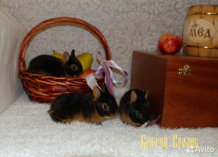 Карликовые кролики. Чёрно-огненные таны