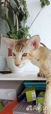 Ориентальные котята тикированный табби-пойнт объявление продам