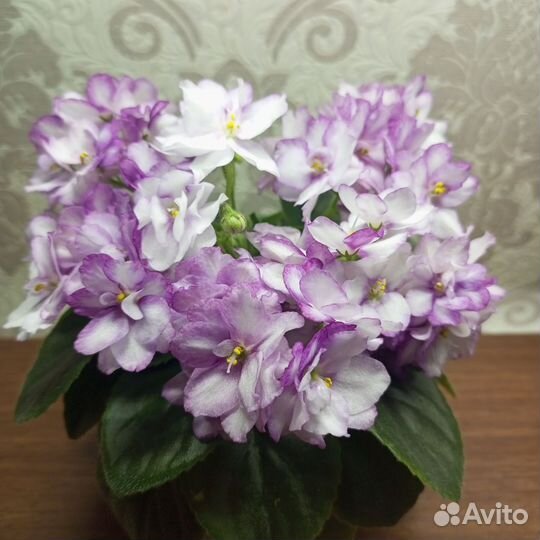 Сортовые фиалки мини