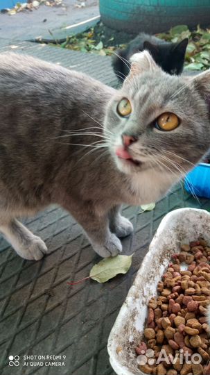 Кошка