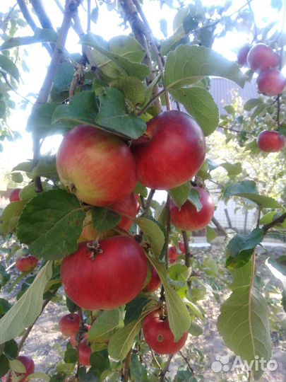 Яблоки домашние Спартан