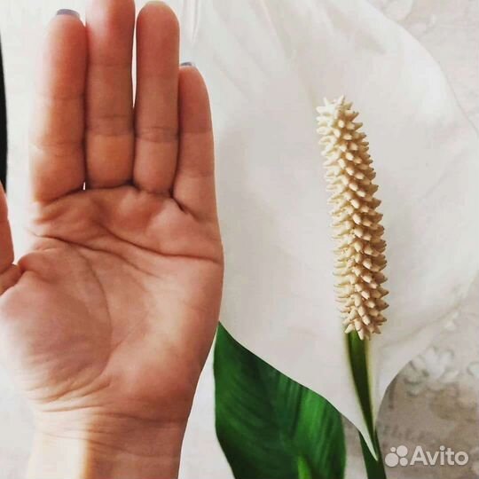 Комнатные цветы Спатифилум