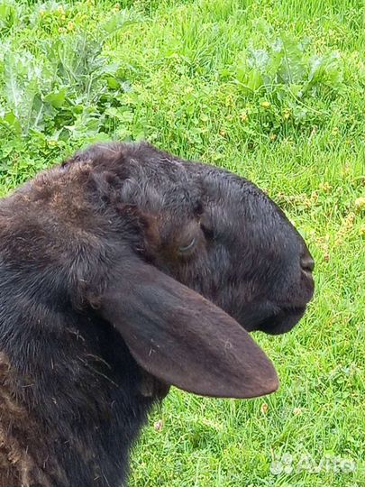 Продаю гиссара