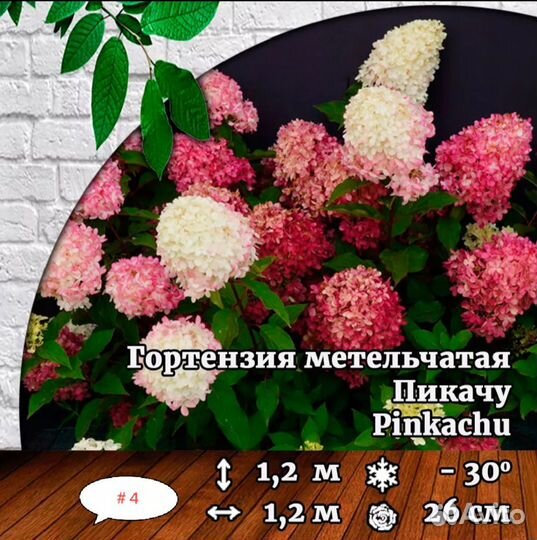 Гортензия саженцы