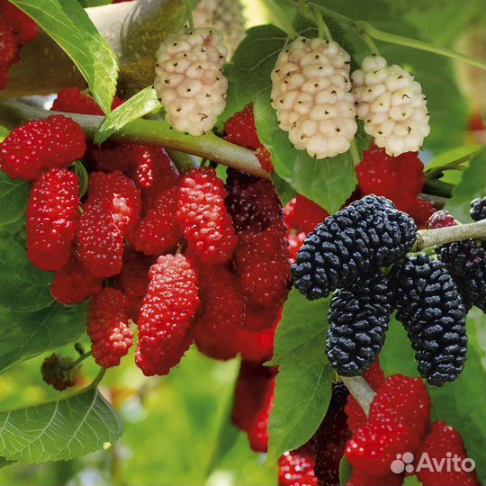 Саженцы шелковицы