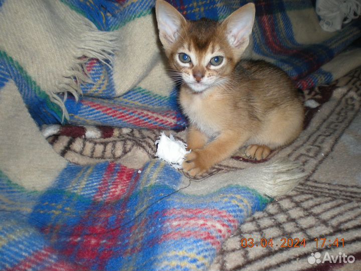 Абиссинские котята