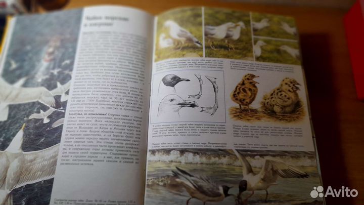 Детская энциклопедия: Тайная жизнь животных