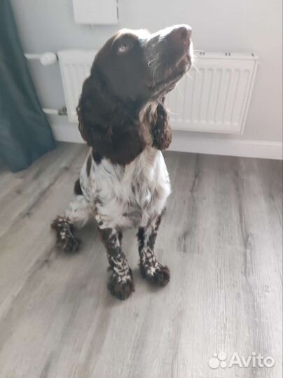 Русский спаниель вязка