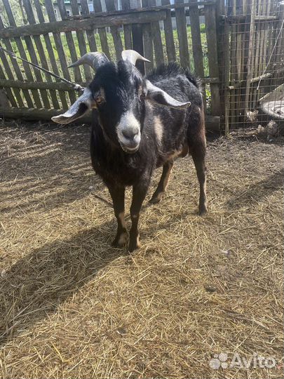 Нубийский козел