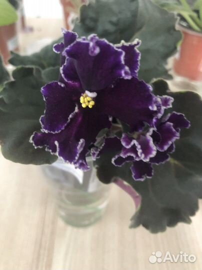 Фиалка см-Танец Галлактик sport